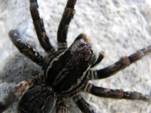 Lycosa tarantula